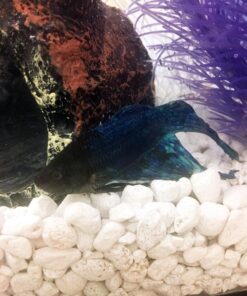 GloFish aquarium Gravel 5 Pounds, White, Complements GloFish Tanks (29022) White Frost 48 712 V qPIfL