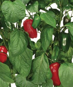 AeroGarden Sweet Bell Peppers Seed Pod Kit (9-pod) Tall Gardens Only Sweet Bell Pepper 28 712 dF9ezAL