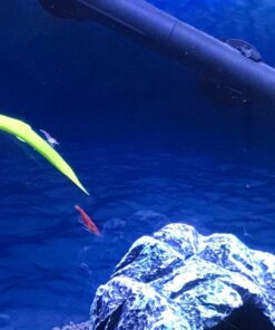 Blue Spotted Betta Plant Leaf Pad for Betta Fish, Tropical Fish Aquariums & Saltwater Fish Aquariums 1 Pack 30 71207f5xoAL