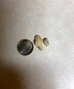 ProDen PlaqueOff Powder for Pets - Cat & Dog Breath Freshener - Plaque & Tartar Remover for Pet Oral Care - Supports Healthy Mouth for Dogs - 60g 26 7124MPMNfKL