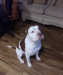 Earth Rated Dog Poop Bags, Guaranteed Leak Proof and Extra Thick Waste Bag Refill Rolls For Dogs, Lavender Scented, 120 Count 120 Bags Lavender-Scented 52 712778AGwL