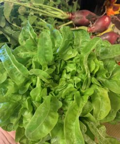 Heirloom Seeds for Planting Vegetables and Fruits - Survival Essentials 135 Variety Seed Vault - Medicinal Herb Seeds - Grow Healthy Non-GMO Food 67 7127XcWbaYL