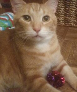 KONG - Naturals Premium Catnip - Premium North American Grown - 2 Ounce 56 71298fqZu5L