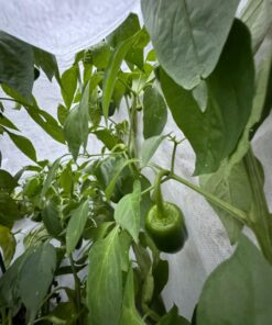 Plant Covers Freeze Protection 0.9oz 8Ft x 24Ft Rectangle Plant Cover for Cold Protection,Season Extension 33 712A2GHwOOL