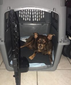 Petmate Sky Kennel Pet Carrier, 32 Inch, Gray, Made in USA 29.5"L x 19.8"W x 23.5"H 45 712Bs9huCmL