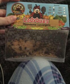 300 Live Ladybugs - Good Bugs - Ladybugs - Guaranteed Live Delivery! 30 712Bz7tKUhL