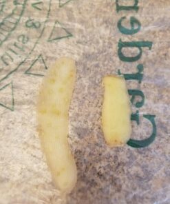 Precision Kitchenware - Ultra Sharp Stainless Steel Dual Julienne & Vegetable Peeler with Cleaning Brush & Blade Guard 23 712CVFfE88L 1