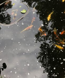 MICROBE-LIFT MLXSAG6 Sludge-Away Pond and Outdoor Water Garden Sludge and Muck Remover, Safe for Live Koi Fish, Plant Life, and Decor, 1 Gallon 21 712Cld 357L