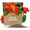 Mexican Sunflower Seeds – Extra Large Packet – Over 2,500 Open Pollinated Non-GMO Wildflower Seeds – Tithonia rotundifolia 1 Ounce Pouch