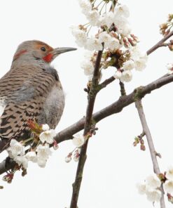 Sigma 150-600mm 5-6.3 Sports DG OS HSM Lens for Canon Canon SLR Mount US Version 90 712FcDlb7RL