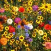 Premium North American Native Wildflower Seed Mix, No Fillers, 1/2 LB