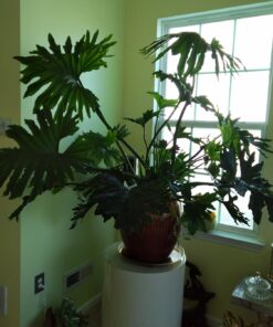 Humboldts Secret Golden Tree: Best Plant Food for Plants & Trees - All-in-One Concentrated Additive - Vegetables, Flowers, Fruits, Lawns, Roses, Tomatoes & More (16 Ounce) 16 Ounce 38 712NR42DSkL