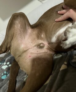 Veterinary Formula Clinical Care Antiparasitic & Antiseborrheic Medicated Dog Shampoo, 16 oz – Paraben, Dye, Soap Free – Hydrating and Antifungal Shampoo for Dogs, White 40 712OU4n2BBL