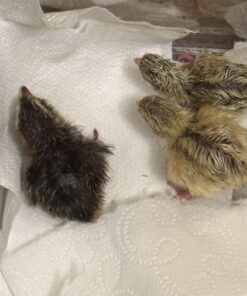 12 Large Fertile Hatching Coturnix Quail Eggs 29 712RV X2nVL