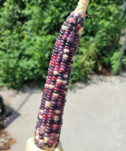 Glass Gem Indian Corn Heirloom Seed - The Most Beautiful Corn in the World! 55 712RpR6Xk0L