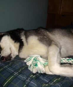 Booda Fresh N Floss 3 Knot Tug Rope Dog Toy, X-Large, Spearmint 38 712SP0HABPL