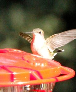Aspects 367 Hummzinger Ultra Hummingbird Feeder, 12-Ounce,4 Feeding,Red 32 712Tp3JhklL