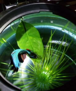 Blue Spotted Betta Plant Leaf Pad for Betta Fish, Tropical Fish Aquariums & Saltwater Fish Aquariums 1 Pack 18 712VOQYFgEL