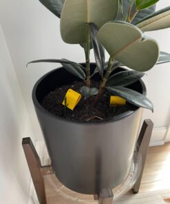 Safer Brand 5026 Houseplant Sticky Stake Insect Traps for Indoor Plants - Controls Fungus Gnats, Whiteflies, Midges, Thrips, Fruit Flies, and Black Flies - 1 Pack, 7 Traps 29 712VstDrG4L