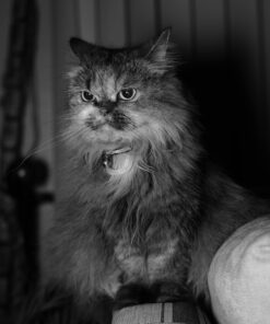 Flash Diffuser Light Softbox 6x5” by Altura Photo (Universal, Collapsible with Storage Pouch) for Canon, Yongnuo and Nikon Speedlight 6 x 5” 37 712WRcqdaeL