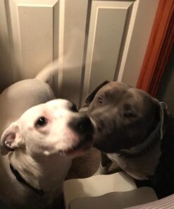 FRONTLINE Plus Flea and Tick Treatment for X-Large Dogs Up to 89 to 132 lbs., 3 Treatments 3 Count 36 712Xbik0KjL