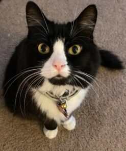 Royal Canin Feline Care Nutrition Hairball Care Dry Cat Food, 3 lb bag 3 Pound (Pack of 1) 35 712Y4cflxyL 1