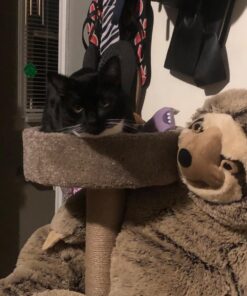 Purina Pro Plan With Probiotics, High Protein Dry Kitten Food, Chicken & Rice Formula - 7 lb. Bag 41 712Z3QPh0WL