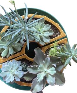 Shop Succulents Unique Succulent Plant Pack Bulk Collection - Live Mini Succulent Plants, Low Maintenance, Exceptional Colors & Textures - Wedding and Party Favors, Gift & Garden, Pack of 20 20-Pack Succulent Packs 51 712ZnqYB5UL
