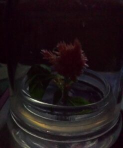 BLOOMIFY Celosia Flower Terrarium, Zero Care, Cockscomb, 4" Jar 33 712a14zmqpL
