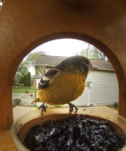 Songbird Essentials SERUBFJF Fruit and Jelly Oriole Feeder (Set of 1) 39 712algjOEL