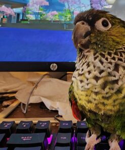 Rii RK100+ Multiple Color Rainbow LED Backlit Large Size USB Wired Mechanical Feeling Multimedia PC Gaming Keyboard,Office Keyboard for Working or Primer Gaming,Office Device RK100+ Rainbow LED Backlit 26 712bPR6hv7L