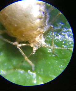 AmScope M162C-2L-PB10-WM-SP14-50P100S 40X-1000X Beginners Microscope Kit for Kids & Students w/Complete Science Accessory Kit + World of The Microscope Book 73 712bkUx CcL 1