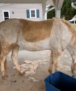 Andis – 21641, Ultra Edge Dog Clipper Blade – Carbon-Infused Steel With Exclusive Hardening Process, Long-Lasting Blades, 3/32-Inch Cut Length – For Dogs & Medium-Sized Animals, Size-T-84, Chrome T-84: 3/32" (2.4 mm) 14 712cGqL5QZL