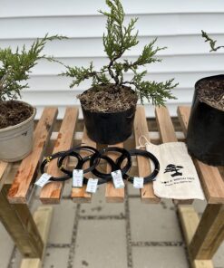 Anodized Aluminum Bonsai Training Wire 5-Size Starter Set with Canvas Bag - 1.0mm, 1.5mm, 2.0mm, 2.5mm, 3.0mm (147 feet total) - Choose Your Color (5 Sizes, Black) 5 Sizes 27 712djJjMm3L