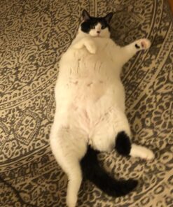 Hill's Science Diet Dry Cat Food, Adult, Perfect Weight for Healthy Weight & Weight Management, Chicken Recipe, 15 lb. Bag 15 Pound (Pack of 1) 39 712gpIVzT9L