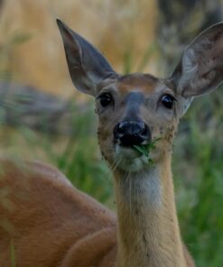 Nikon Z7 Full-Frame Mirrorless Interchangeable Lens Camera with 45.7MP Resolution, Body, Black, 1591 Body Only Base 43 712l RWnH5L