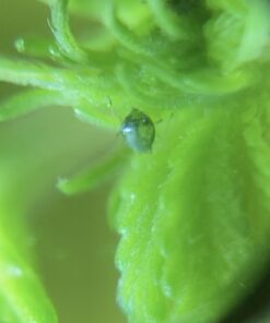 AgroMagen, GrowSafe Bio-Pesticide For Spider, Organic Natural Miticide, Fungicide and Insecticide, (8.5 fl.oz.) 8.5 Fl Oz (Pack of 1) 32 712lWH2KMEL