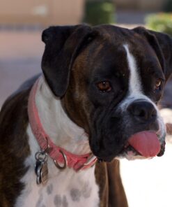 Wellness CORE Natural Grain-Free Small Breed Turkey & Chicken Dry Dog Food for Adult Dogs, High-Protein, USA-Made with Real Meat, 12-Pound Bag 12 Pound (Pack of 1) 35 712lWbWD7QL