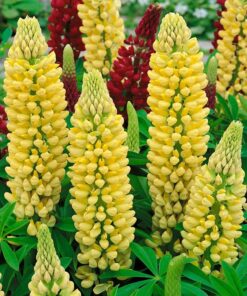 Outsidepride Yellow Lupine Chandelier Wild Flowers - 500 Seeds 13 712mdWZFfGL