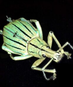 Dino-Lite USB Digital Microscope AM4815ZT - 1.3MP, 15x - 200x Optical Magnification, Measurement, Polarized Light, EDOF (Discontinued) 13 712ms8GHpPL