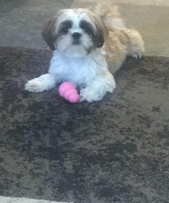 KONG - Puppy Toy Natural Teething Rubber - Fun to Chew, Chase and Fetch - for Small Puppies - Blue 30 712ostPmkBL