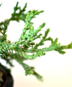 9Greenbox Best Gift Bonsai Juniper Tree, 4 Pound Style 2 21 712p6bNYuVL