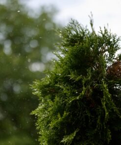 Nikon NIKKOR Z 50mm f/1.8 S | Premium large aperture 50mm prime lens (nifty fifty) for Z series mirrorless cameras | Nikon USA Model 41 712pxTOYWBL