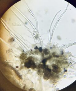 OMAX 40X-2000X LED Binocular Compound Lab Microscope w/ Double Layer Mechanical Stage + Blank Slides, Cover Slips, & Lens Cleaning Paper, M82ES-SC100-LP100 62 712pxj8dNhL 1