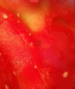 BCI Watermelon Slicer Corer Cutter Knife Tongs with Silicon Handle and Two Headed Melon Baller Set 49 712vHgzNBNL