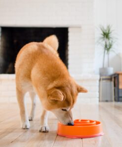 Outward Hound Fun Feeder Slo Bowl, Slow Feeder Dog Bowl, Medium/Mini, Orange 21 712vHvhAraL