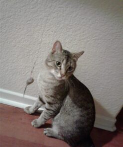 Go Cat Cat Catcher Teaser Wand with Mouse Cat Toy 35 712x5LkCeNL