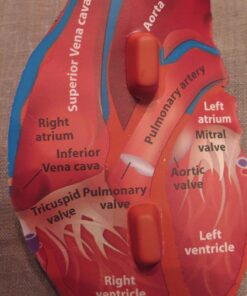 Learning Resources Cross-Section Human Heart Model, Large Foam Classroom Demonstration Model, 2Piece, Grades 2+, Ages 7+ Multi-color, 5 x 5 x 5 inches 25 712yxOdfOZL