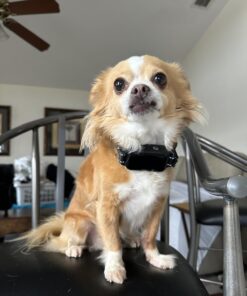 Dog Bark Collar, DINJOO Bark Collar for Large Medium Small Dogs,Smart Bark Collar,Rechargeable Anti Barking Training Collar with 8 Adjustable Sensitivity,Bark Shock Collar with Beep (Black) Black 34 7131Diy21cL