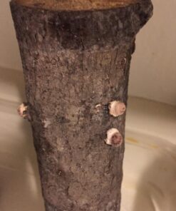 6" to 9" Shiitake Mushroom Log (2 logs per order) 10 7132k53W0xL